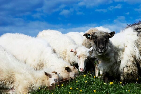 8 Day Self-drive Tour of the Faroe Islands - Image 3