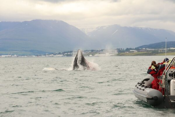 Akureyri Express Whales & Eyjafjord - Image 15