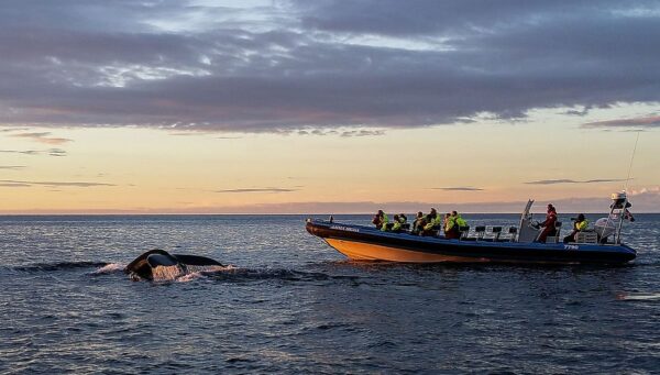GG2 Big Whale Safari & Puffins - Image 8