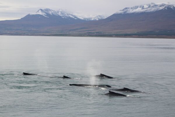 Akureyri Classic Whale Watching - Image 11