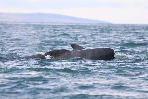 Akureyri Express Whales & Eyjafjord - Image 18