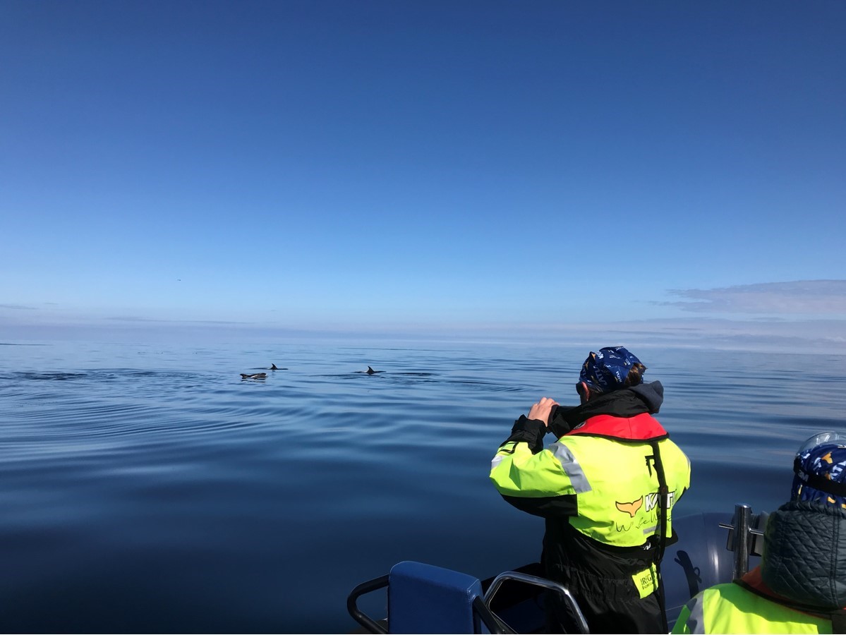 Person watching dolphins from a boat on a calm ocean under clear blue sky.