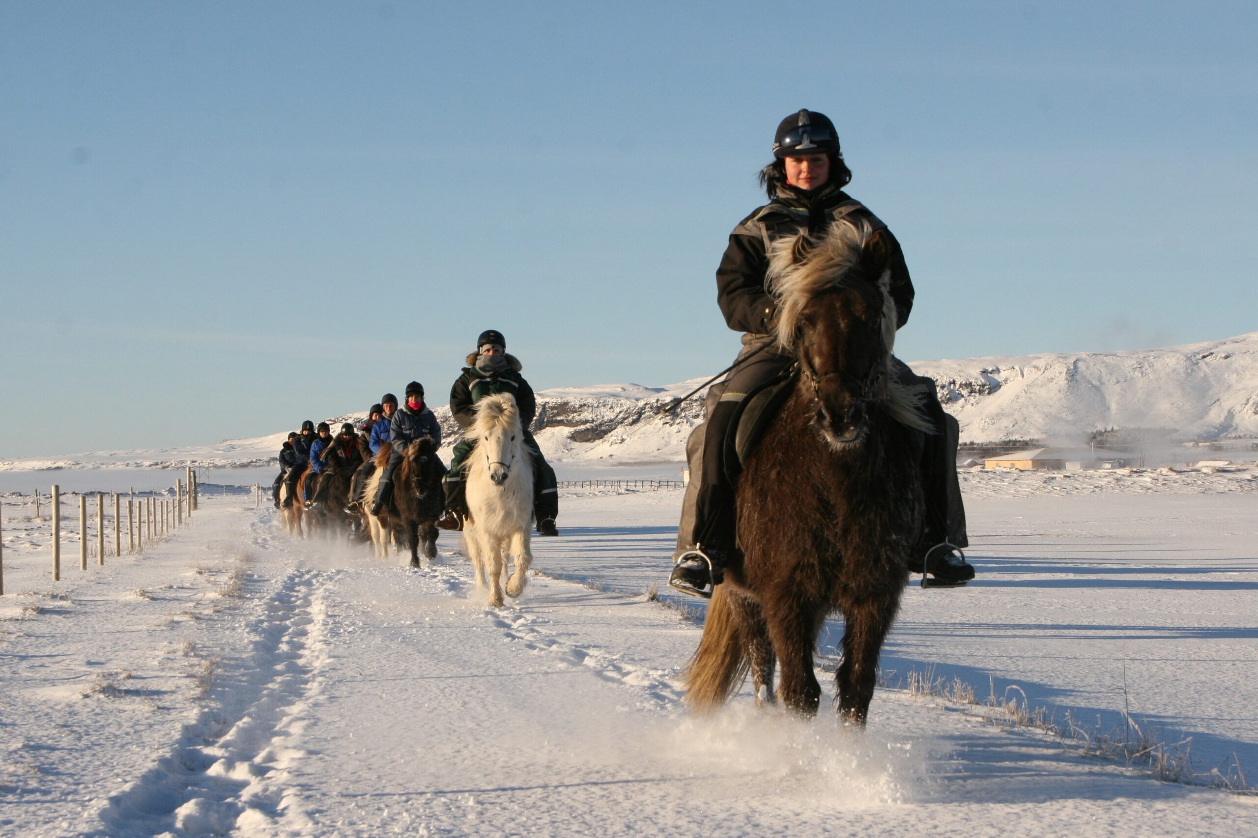 Horse Riding Icelandic Diversity