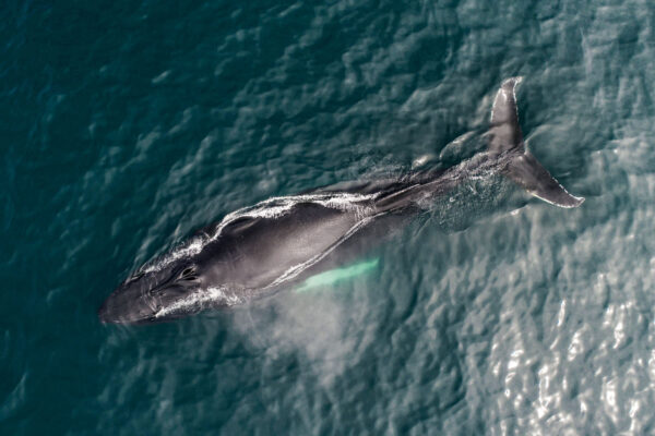 Silent Whale Watching (Carbon-Neutral) - Image 7