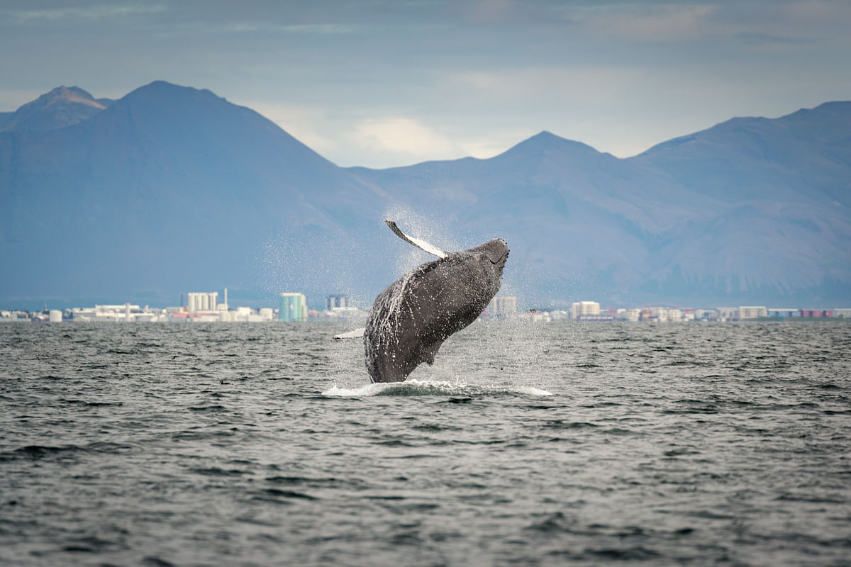 Humpback whale breaching in Reykjavik bay with mountains and cityscape in the background.