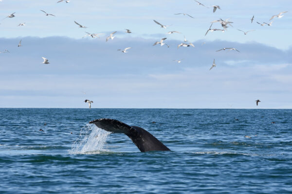 BEST OF ICELAND -  SUMMER SPECIAL (Golden Circle, Whale Watching & South Coast) - Image 17