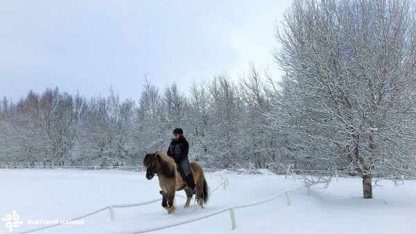 Golden Circle Small Group Tour with Friðheimar Farm Visit - Image 3