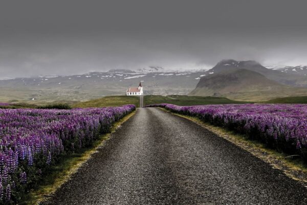 Road leading to isolated church with purple flower fields and mountains in the background under cloudy sky.