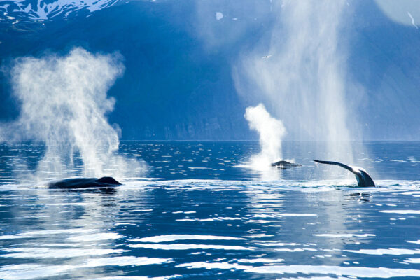 Silent Whale Watching (Carbon-Neutral) - Image 5