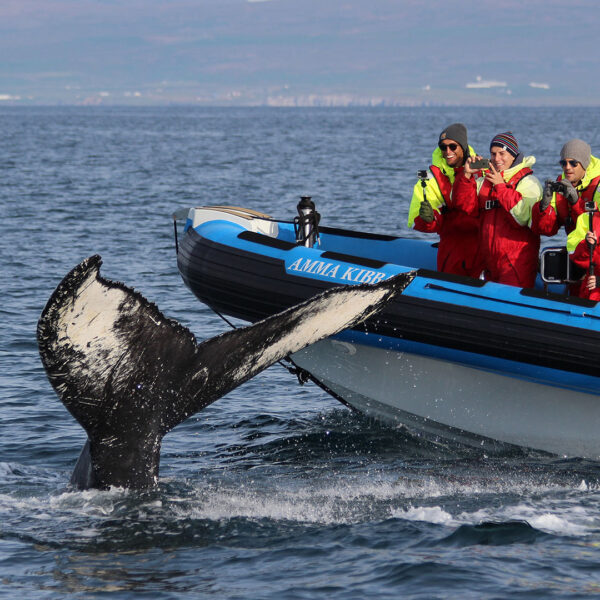GG2 Big Whale Safari & Puffins - Image 2