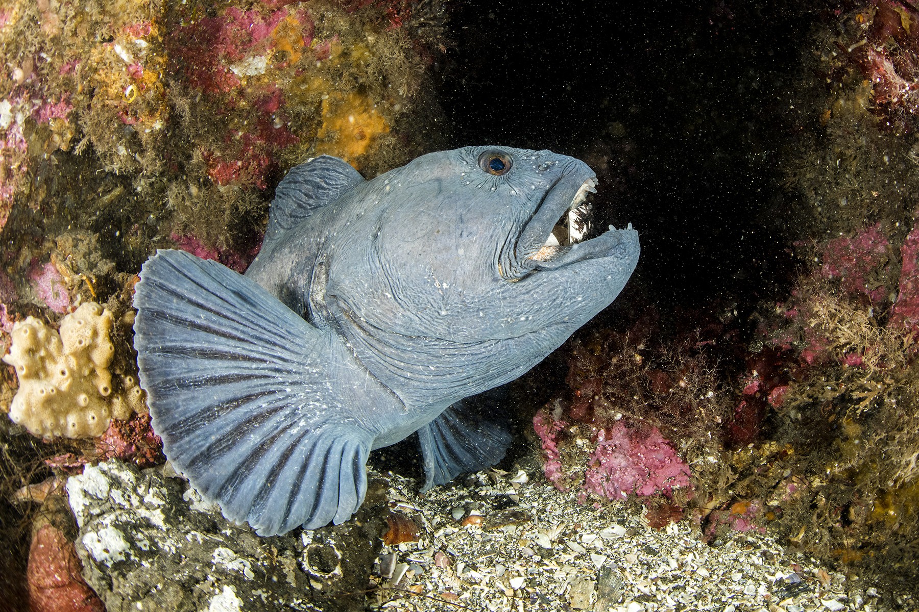 Garður Ocean Diver Tour