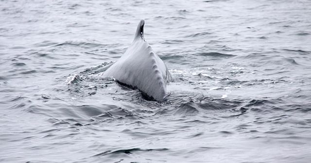 Humpback whale fin breaking ocean surface.