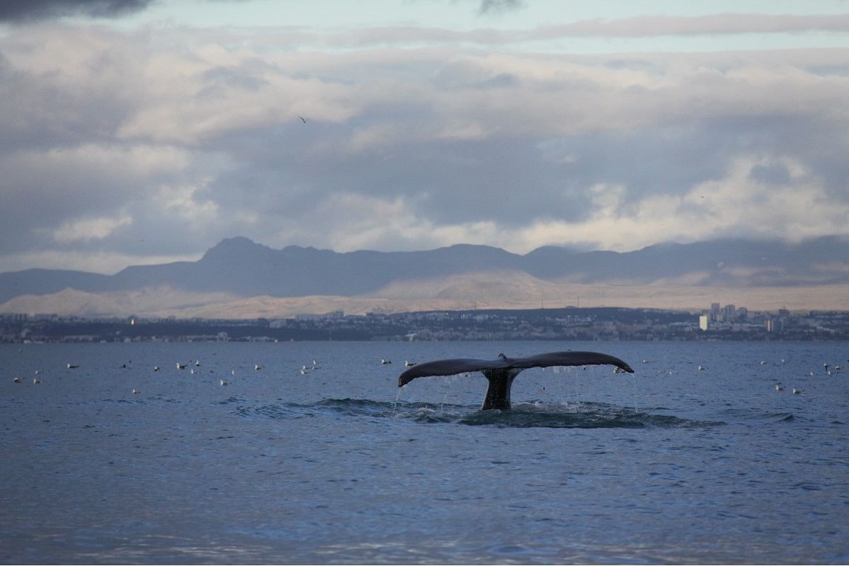 Whale tail emerging from ocean with distant cityscape and mountains under cloudy sky.