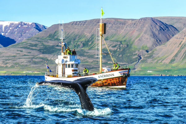Whale Watching Eyjafjörður: From Árskógssandur - Image 4