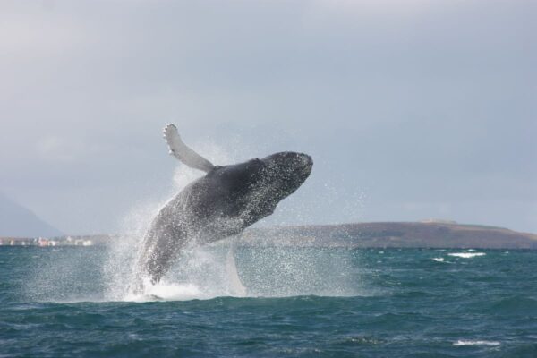 Akureyri Classic Whale Watching - Image 7
