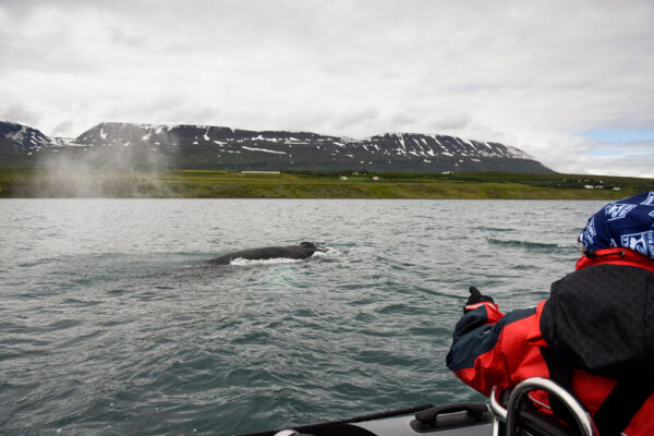 Akureyri Express Whales & Eyjafjord - Image 8