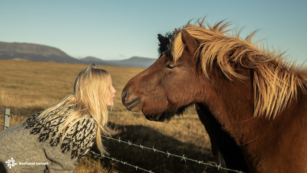Woman affectionately interacts with a brown horse in a scenic Icelandic landscape.