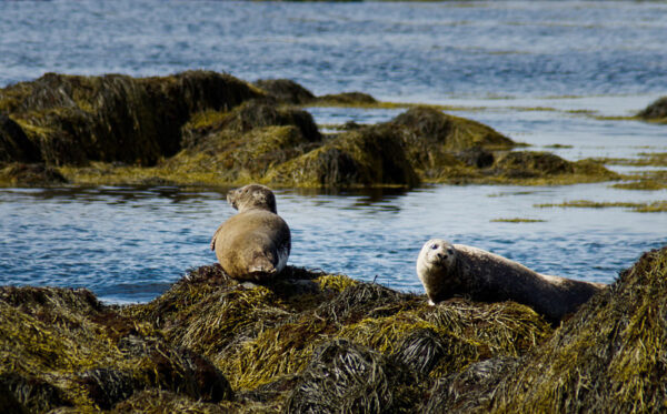 Snæfellsnes National Park - Image 5