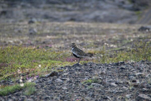 6 Day - Iceland Ring Road & Blue Lagoon - Image 10