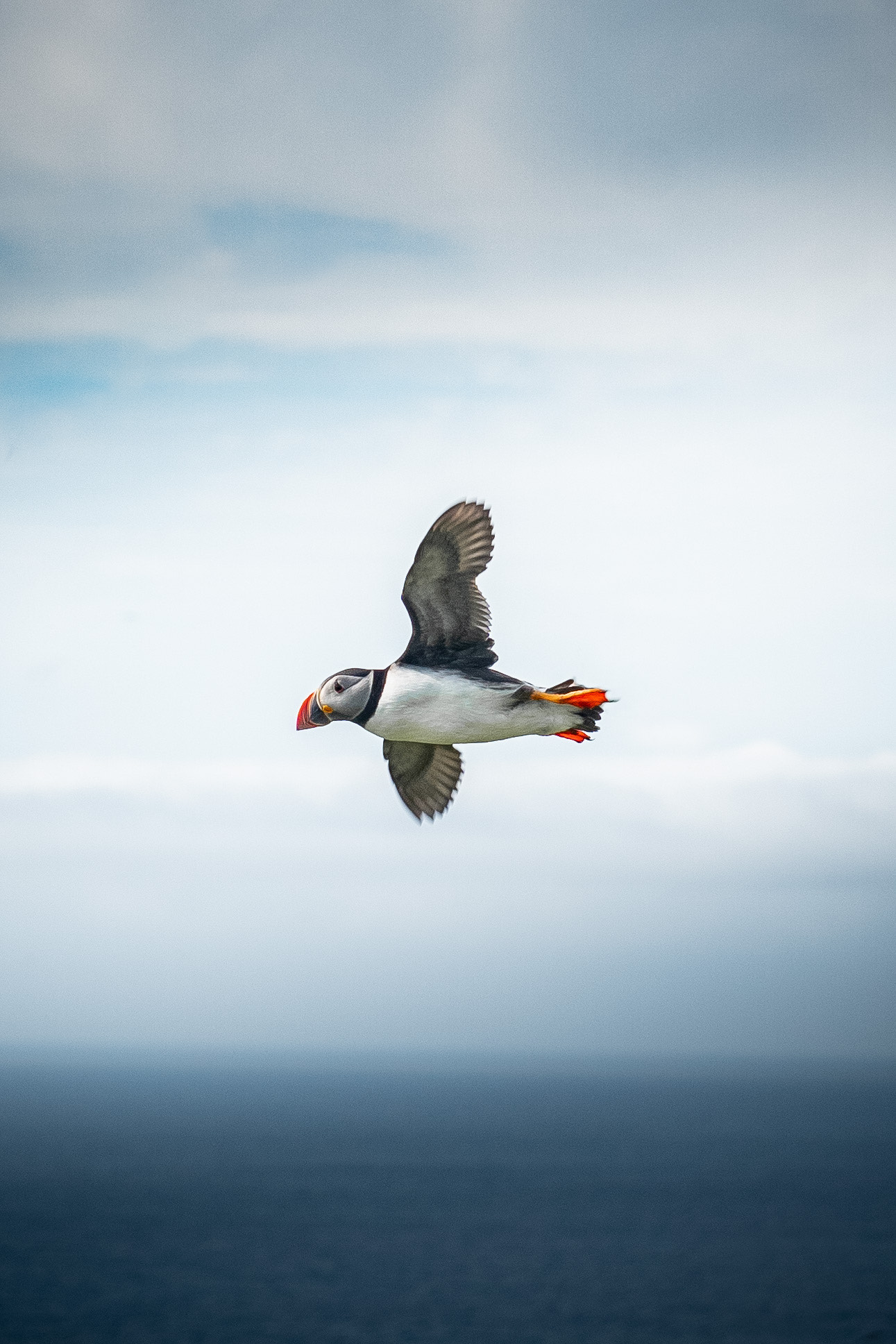 Puffin Safari Boat Tour