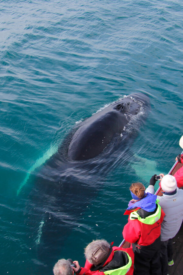 Whale Watching Eyjafjörður: From Árskógssandur - Image 5