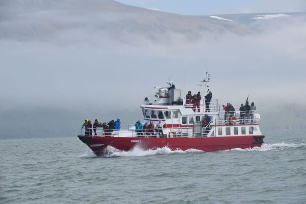 Akureyri Classic Whale Watching - Image 4