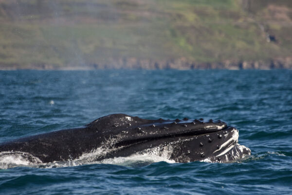 Akureyri Express Whales & Eyjafjord - Image 9