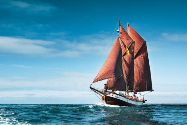 Whales and Sails - Image 7