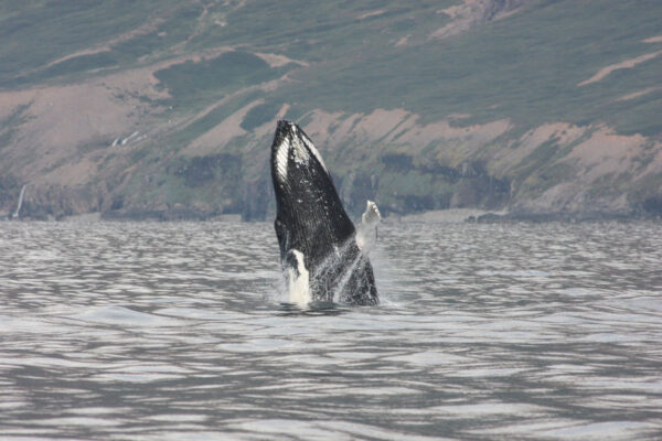 Akureyri Express Whales & Eyjafjord - Image 12