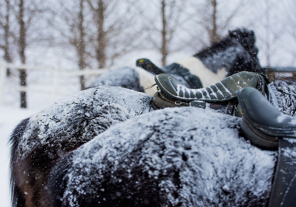 Frost-covered horses with saddles in snowy landscape, showcasing winter riding conditions.