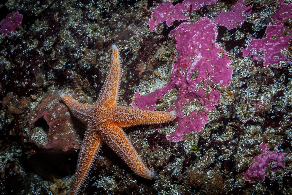Orange starfish on rocky seafloor with vibrant pink coral, showcasing marine biodiversity.
