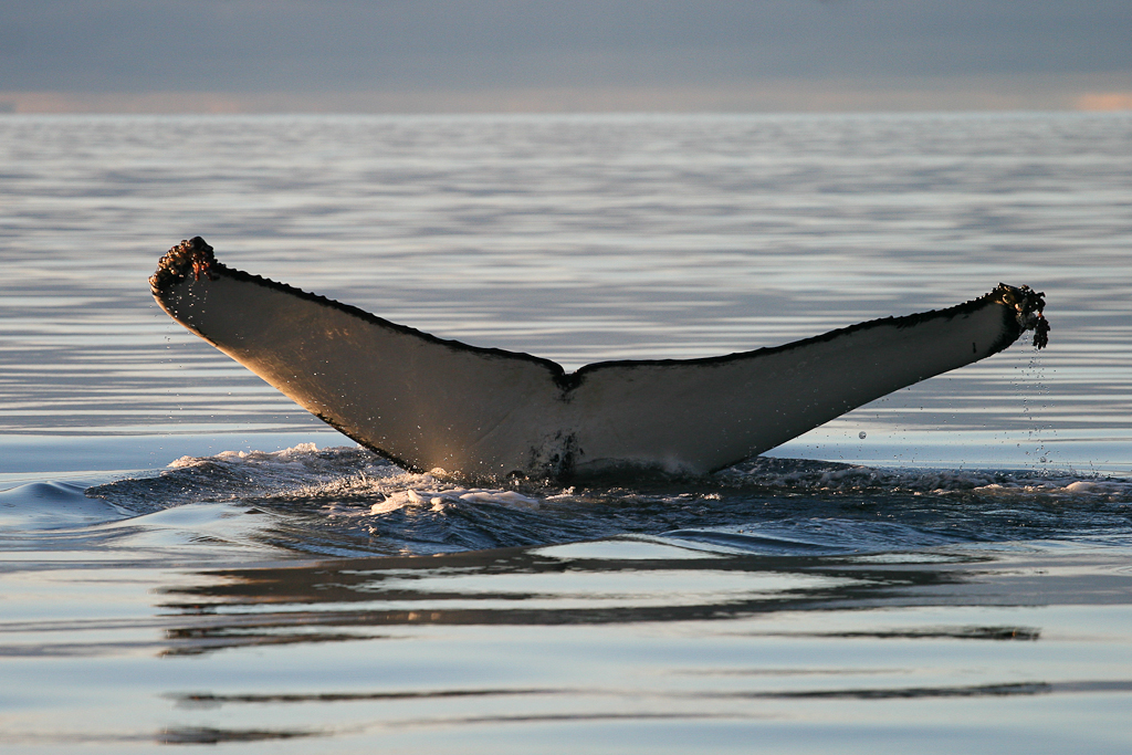 Whale Watching in Ísafjarðardjúp