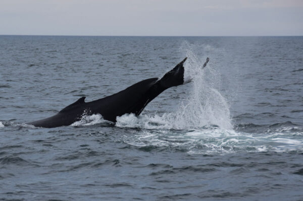 Whales & Auroras - Image 2