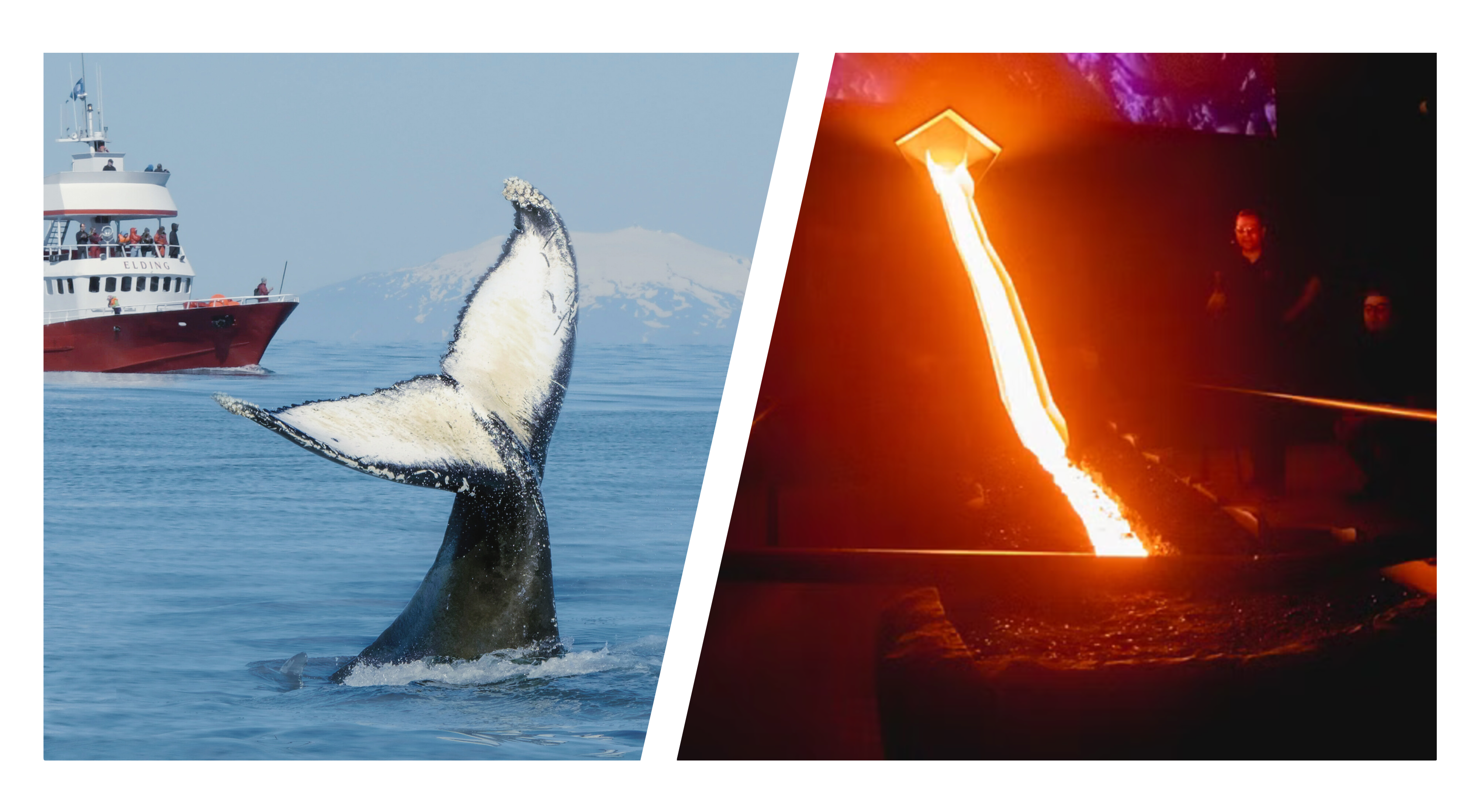 Whales & Lava Show
