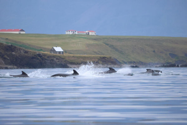 Akureyri Express Whales & Eyjafjord - Image 14