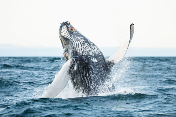 Whales and Sails - Image 4