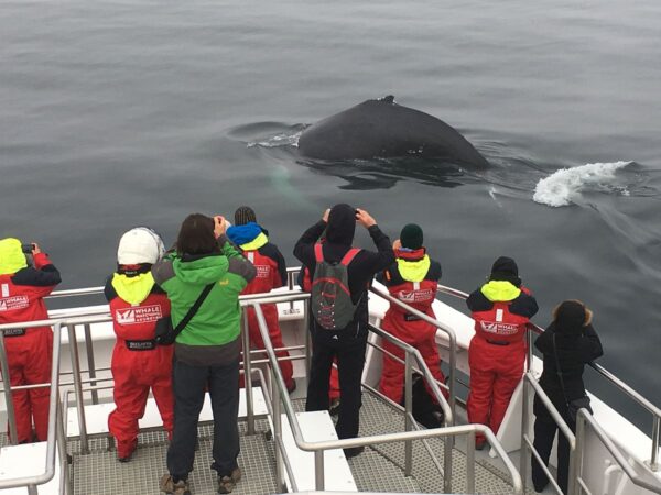 Akureyri Classic Whale Watching - Image 5