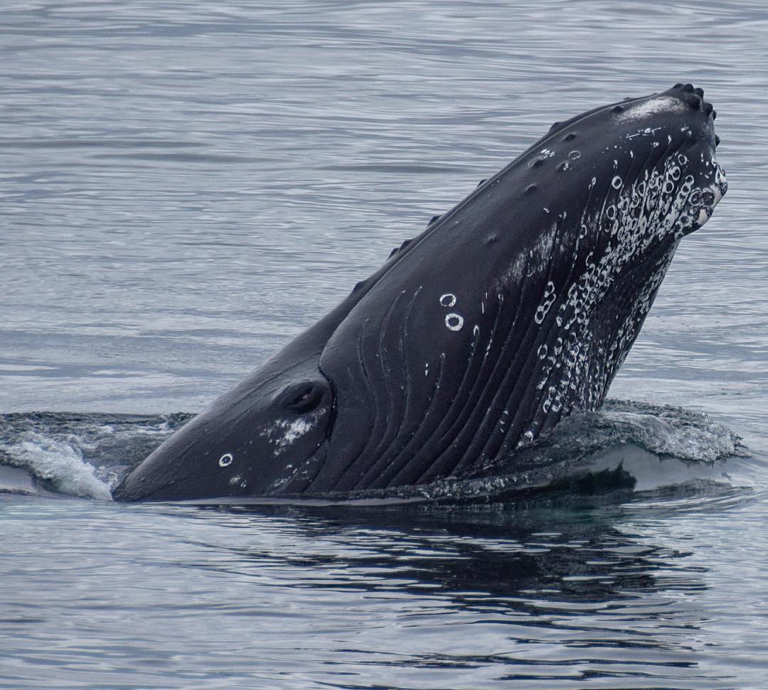 Whales & Puffins