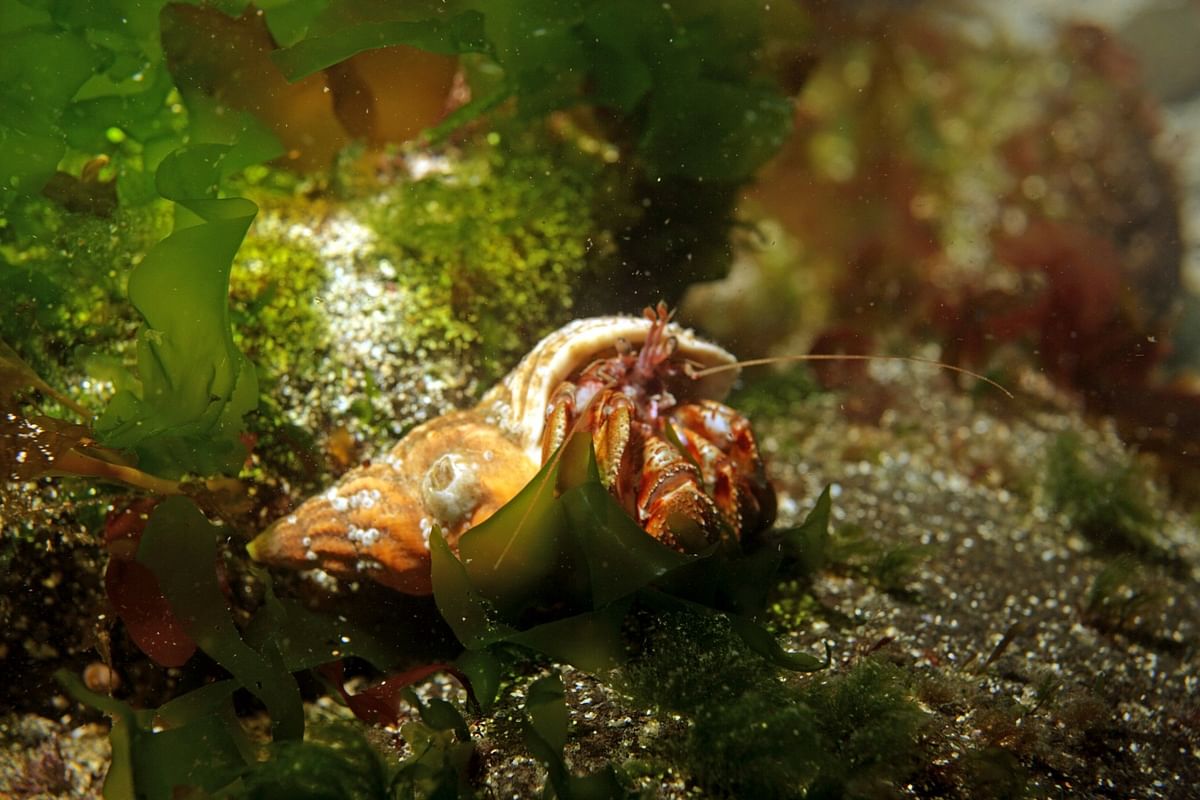Hermit crab in seaweed habitat on ocean floor, showcasing natural marine environment.