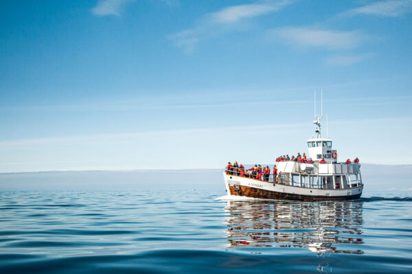 Silent Whale Watching (Carbon-Neutral) - Image 6