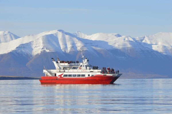 Akureyri Classic Whale Watching - Image 2