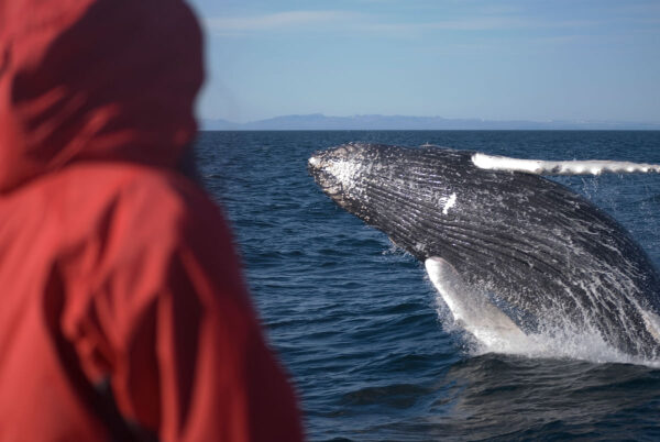 BEST OF ICELAND -  SUMMER SPECIAL (Golden Circle, Whale Watching & South Coast) - Image 15
