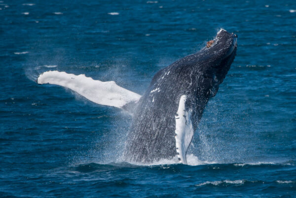 Akureyri Classic Whale Watching - Image 8