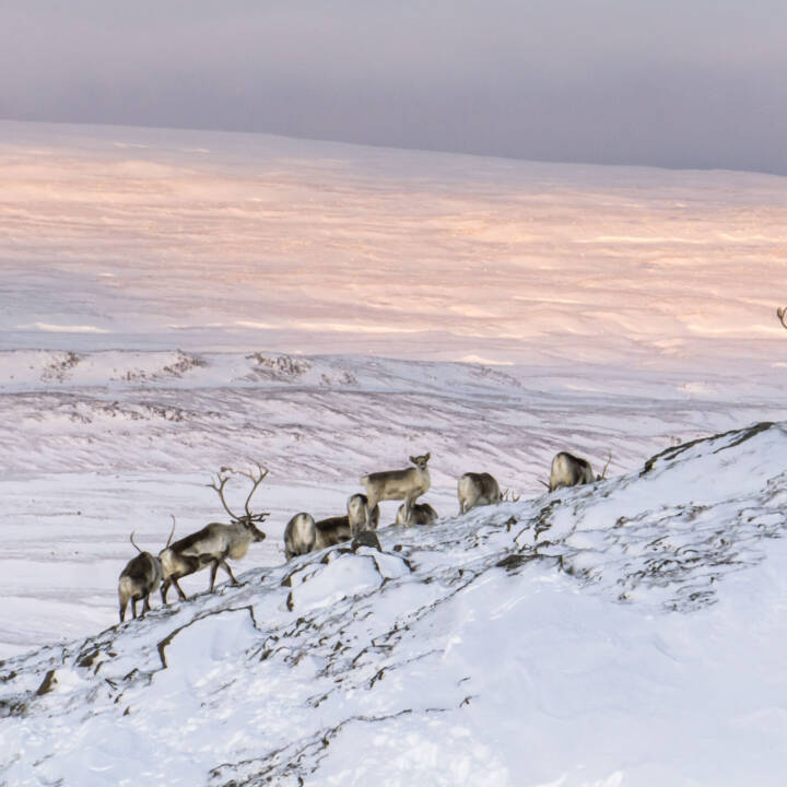 Wild Reindeer Experience