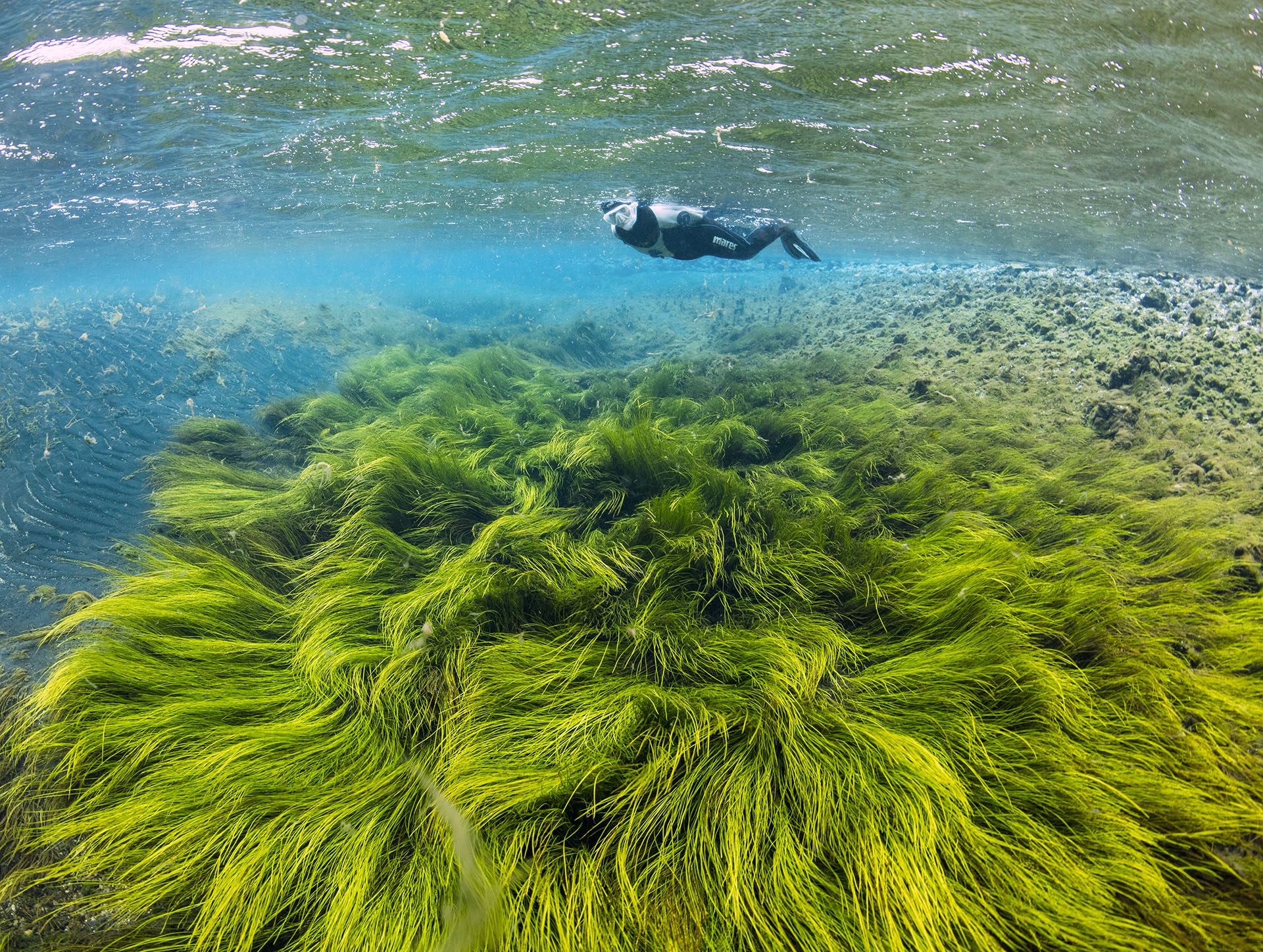 Snorkeler glides above vibrant underwater algae in clear, shallow water.
