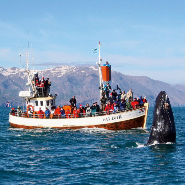 GG3 Whales & Horses - Image 6