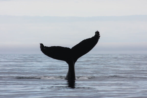 Akureyri Express Whales & Eyjafjord - Image 21