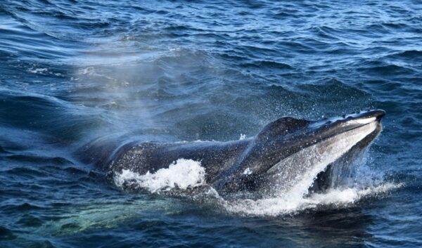Whales & Auroras - Image 7