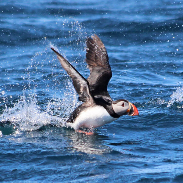 GG2 Big Whale Safari & Puffins - Image 4