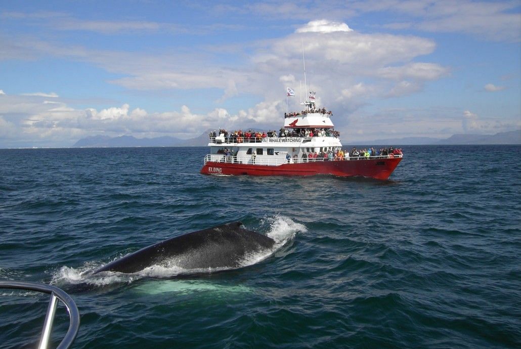 Whale watching boat observing a surfacing whale in the ocean under a cloudy sky.